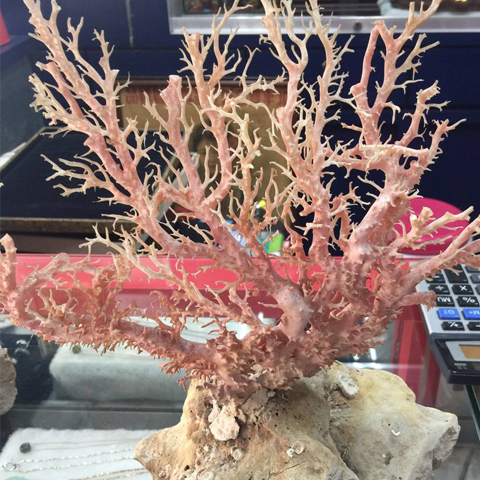 收購紅珊瑚